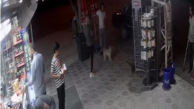 Köpeklere kedi saldırdı, o anlar güvenlik kamerasına yansıdı