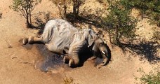 Une toxine naturelle serait à l'origine de la mystérieuse mort des éléphants du Botswana