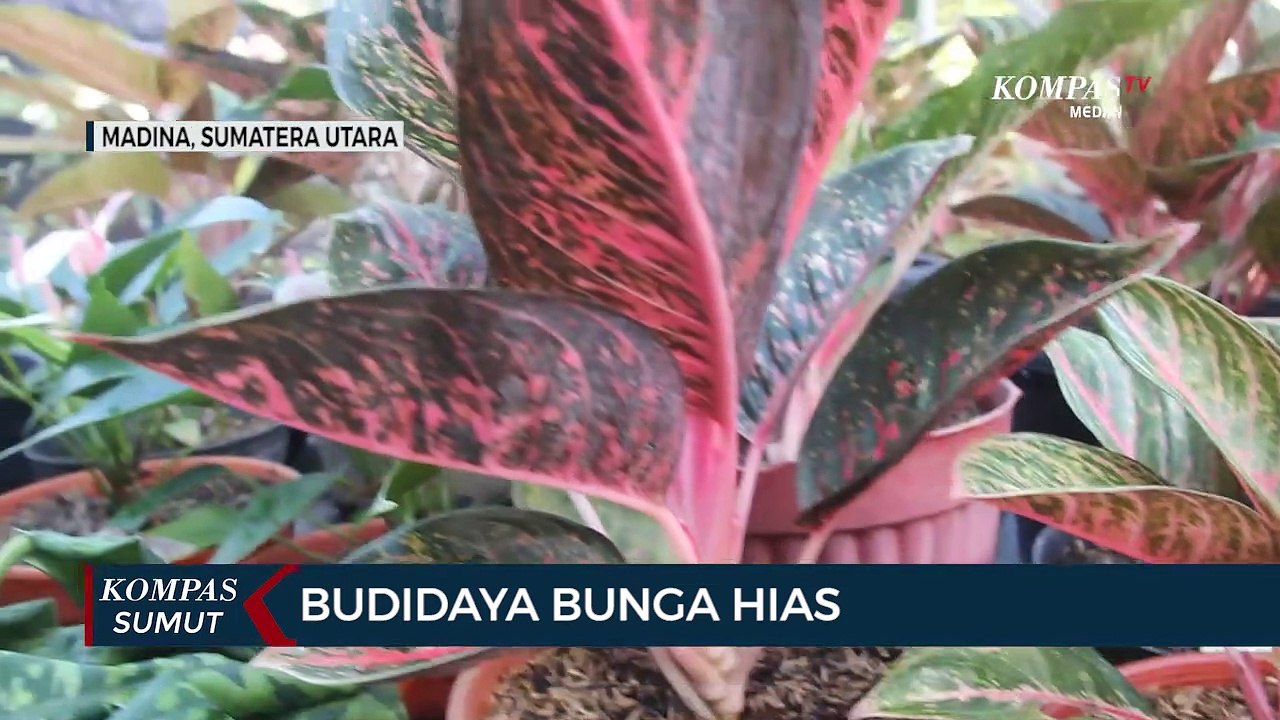 Budidaya Bunga Hias di Mandailing Natal