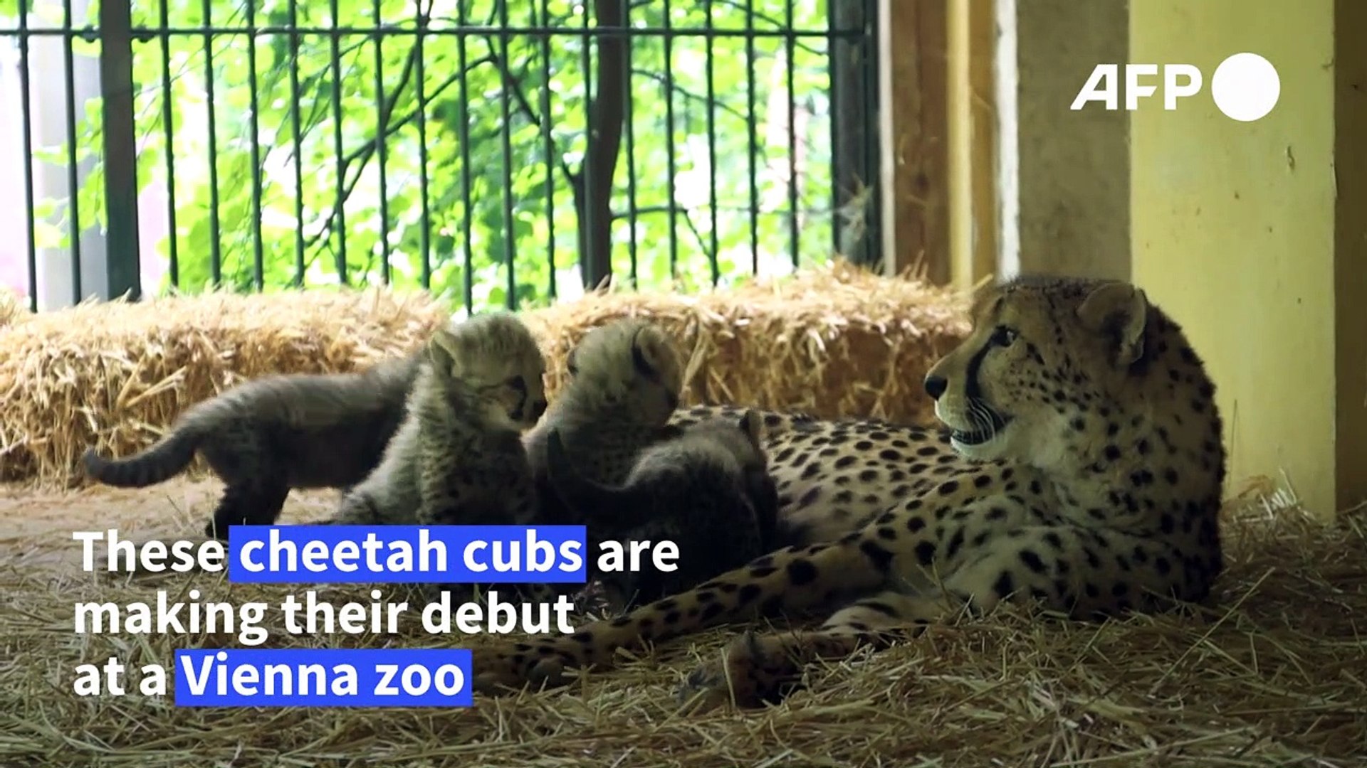 Four cheetah cubs make their debut at Vienna zoo - Vidéo Dailymotion