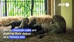 Four cheetah cubs make their debut at Vienna zoo