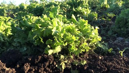 Dolu, ekili tarım arazilerine zarar verdi - KARS