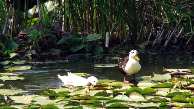 Acarlar Longozu nilüferleriyle ziyaretçileri büyülüyor - SAKARYA