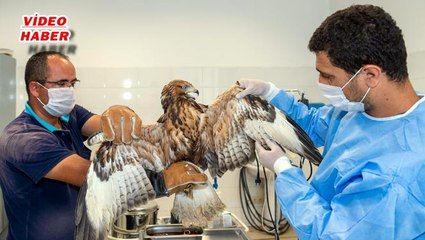 (4 Ağustos 2020) YABAN VE SOKAK HAYVANLARI TEDAVİ EDİLİYOR