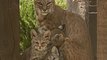 Une famille  de lynx filmée,  s'amusant sur  une terrasse