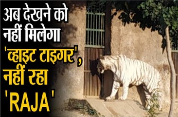 अब देखने को नहीं मिलेगा व्हाइट टाइगर,नहीं रहा RAJA
