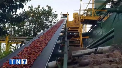 tn7-necesitaran-14-mil-recolectores-de-cafe-040820