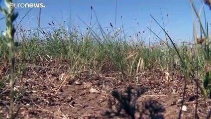 Επιδρομή ακρίδων στη νότια Ρωσία