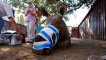 Tê giác Châu Phi lâm nguy vì lời đồn dùng sừng chữa được Covid-19 | VTC