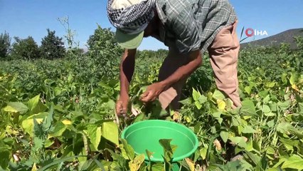 İsmini köyünden alıyor, yılda 4 bin ton üretilip milli ekonomiye katkı sağlıyor