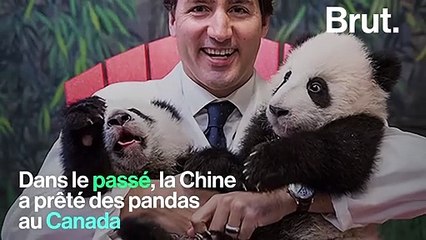 Qu'est-ce que la "diplomatie du panda" ?