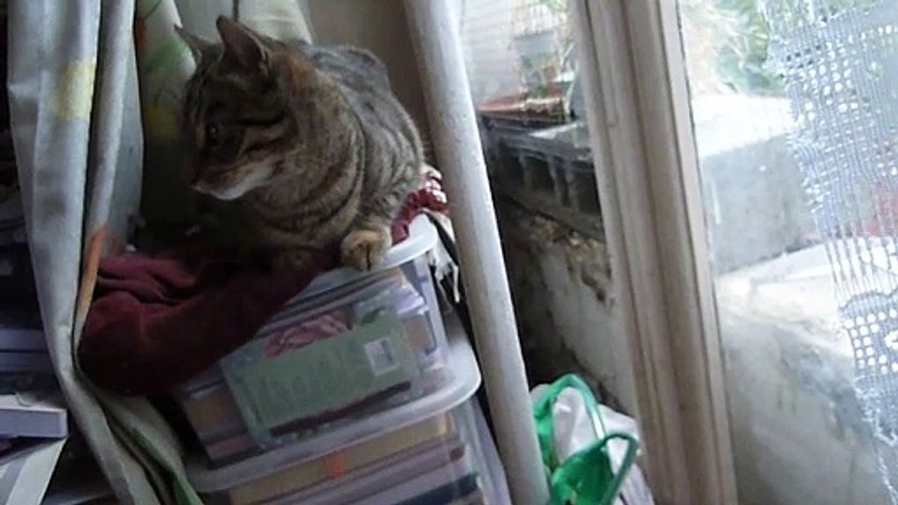 le chat Petitcoeur examine la fenêtre entrouverte