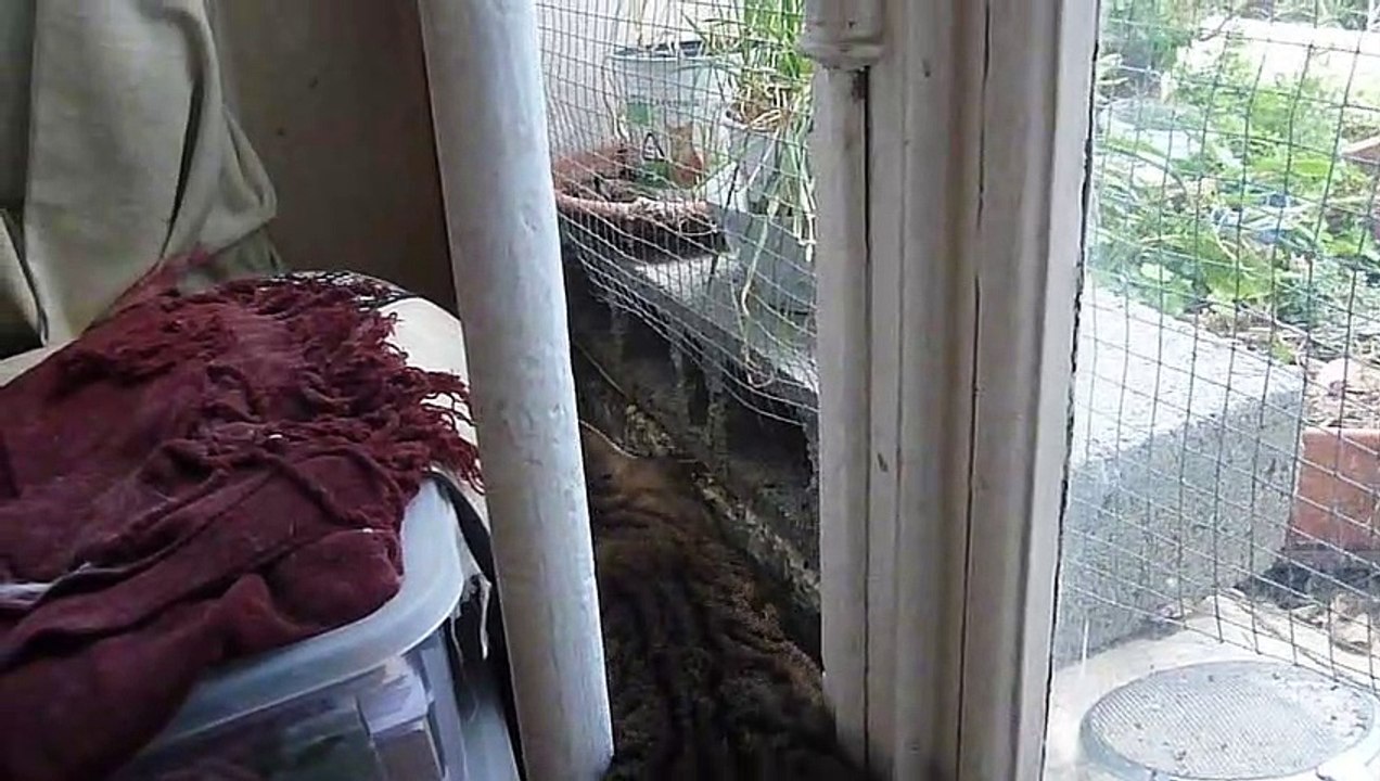 le chat Petitcoeur aimerait bien sortir, mais ...