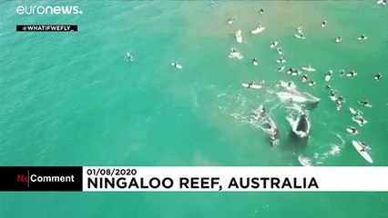 Australie : une femme grièvement blessée par une baleine à bosse lors d’une excursion en mer