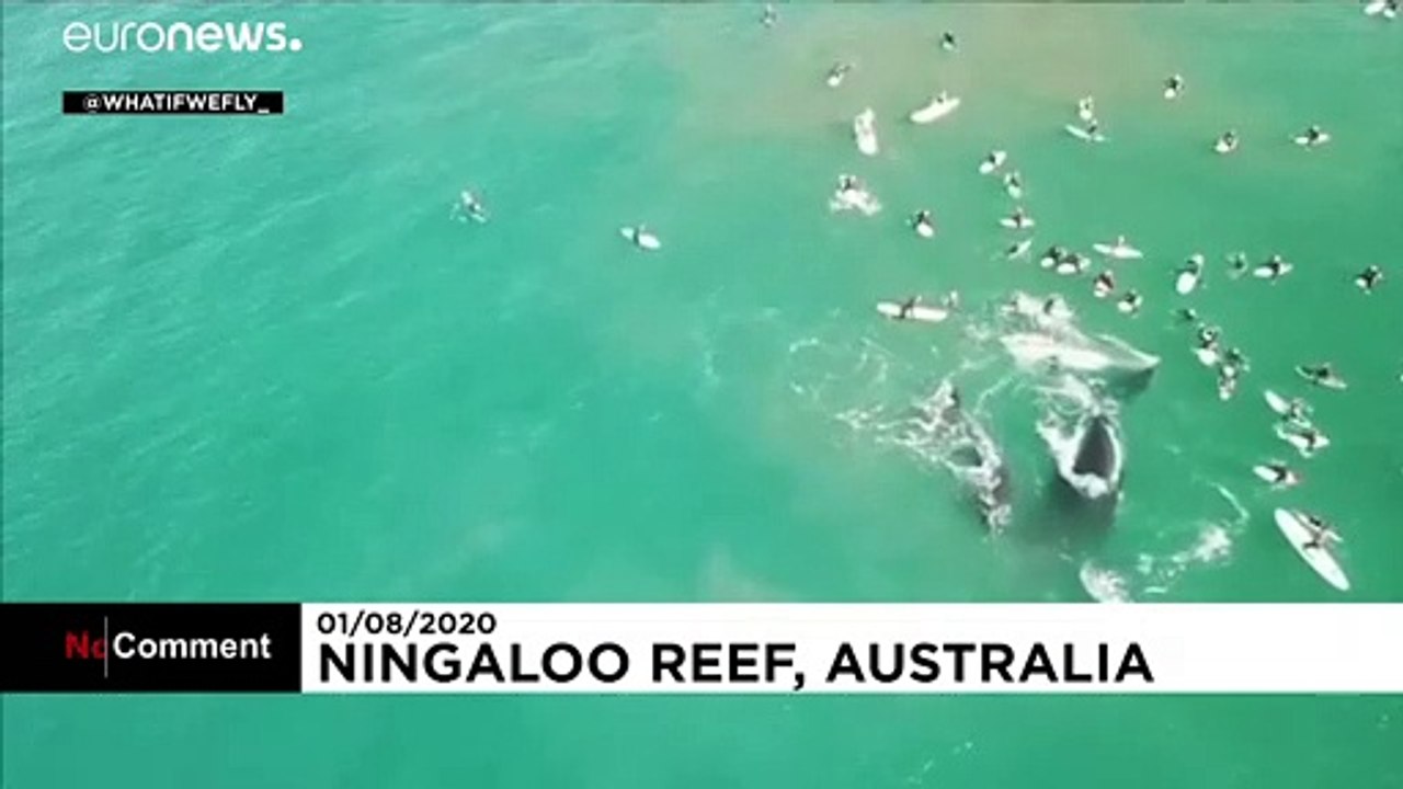 Australie : une femme grièvement blessée par une baleine à bosse lors d’une excursion en mer