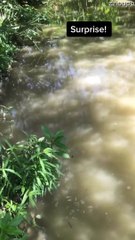 Gator Says, "Good Morning"