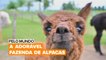 Pelo mundo: A adorável fazenda de alpacas