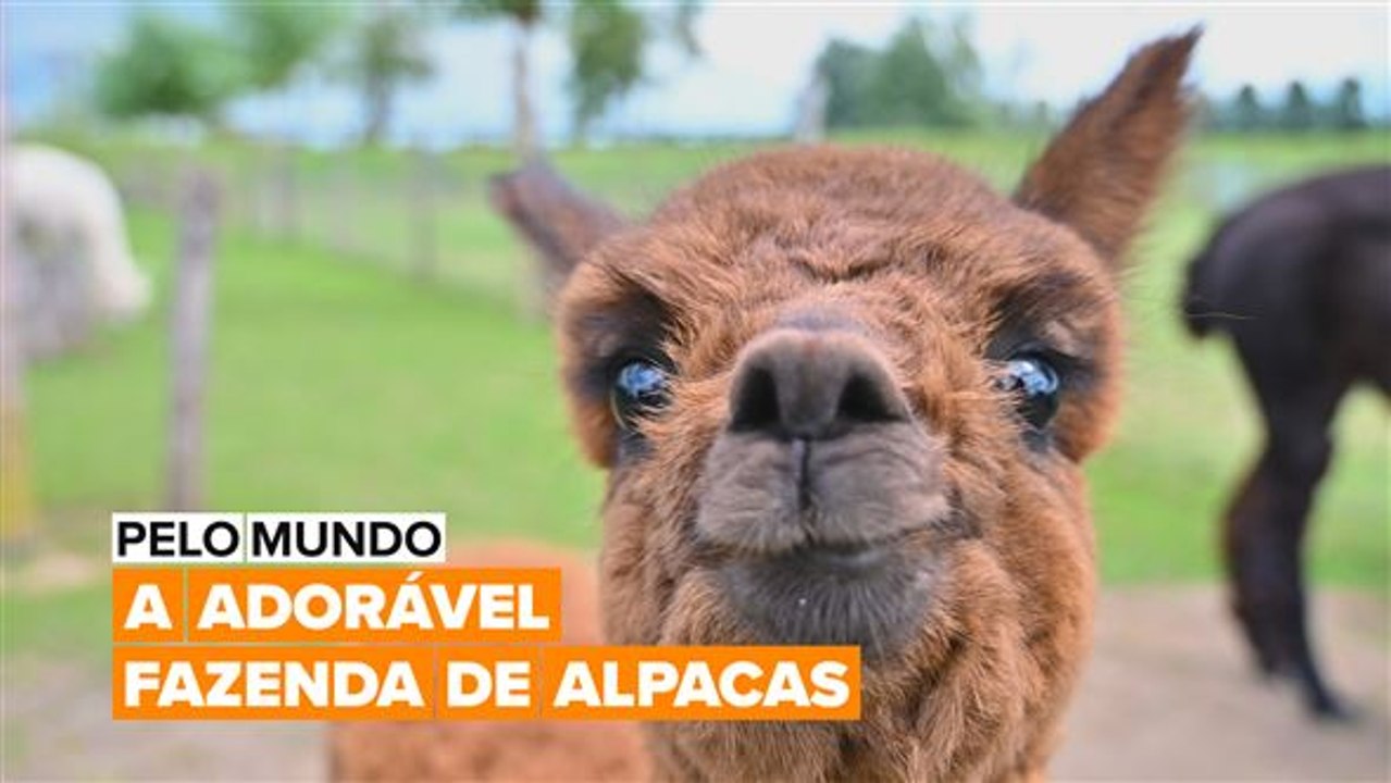 Pelo mundo: A adorável fazenda de alpacas