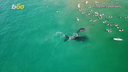 Must-See! Watch Whale Duo Surprise Group of Surfers (and Nearly Push Some Off Their Boards)