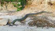 Snake Trap -Primitive Boy Saves Family Rabbit From Python Attack - Wild Animal Rescue | Animal Trap