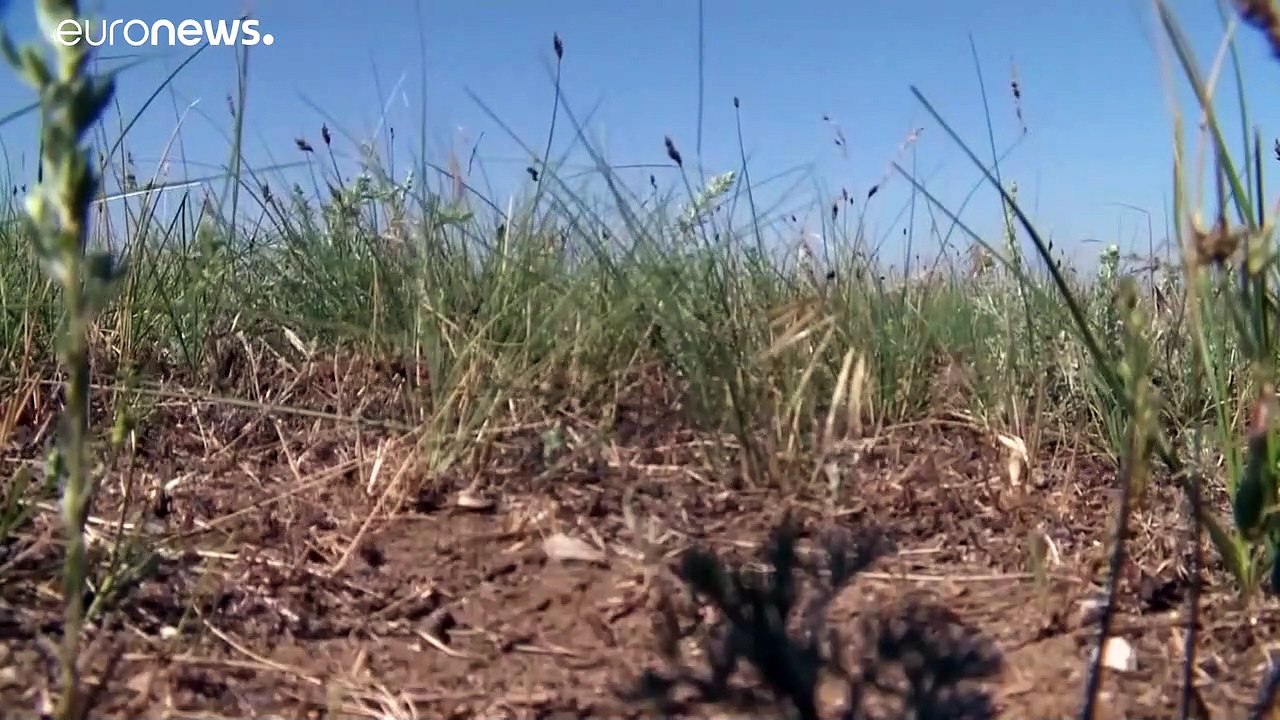 Heuschrecken fallen über Kalmückien her