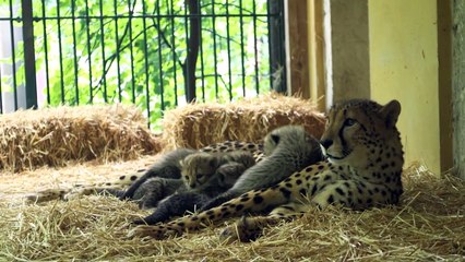 Filhotes de guepardo são apresentados