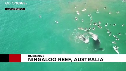 Αυστραλία: Φάλαινες σε μικρή απόσταση από σέρφερ και κολυμβητές