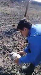 Policías encontraron un tatú en un camino vecinal y lo liberaron en el monte