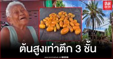 ชัยภูมิ - แม่เฒ่าวัย 90 ปลูกอินทผลัมสูงเท่าตึก 3 ชั้น ให้ผลดก ลั่นใครอยากได้ยกให้ฟรีทั้งต้น