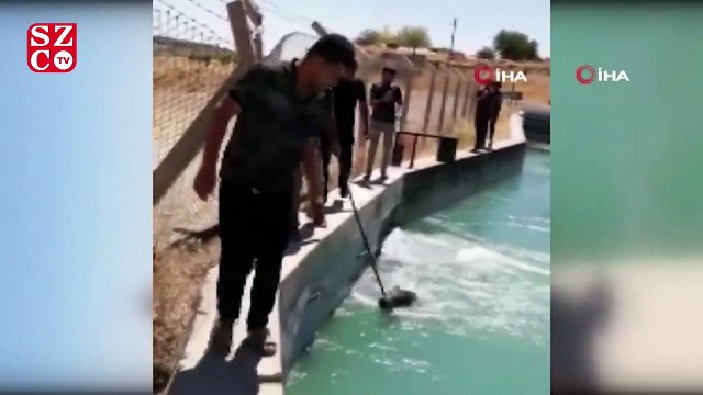 Yaban domuzu sulama kanalına düşerse