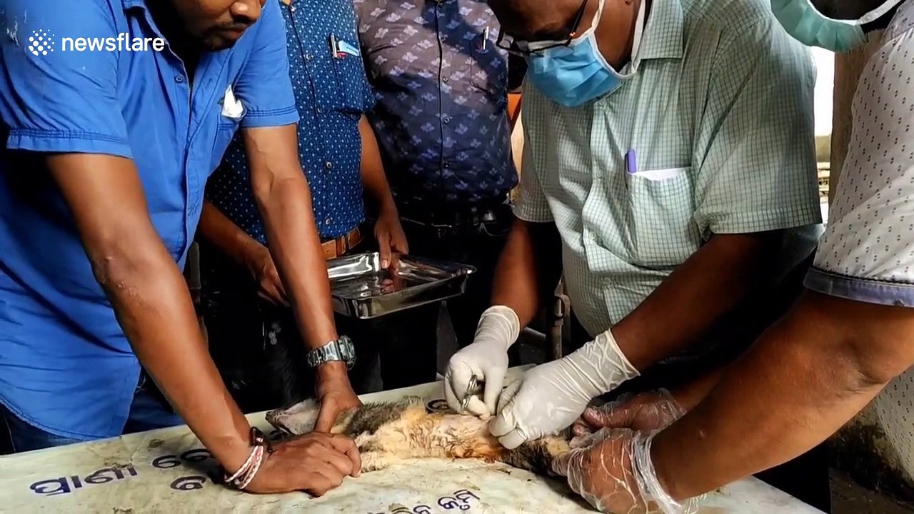 Vet saves abandoned civet cat that was run over by biker in India