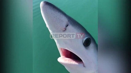 Tre milje larg derdhjes së Vjosës, kapet peshkaqeni 'blu'! Konsiderohet specie e rrezikshme