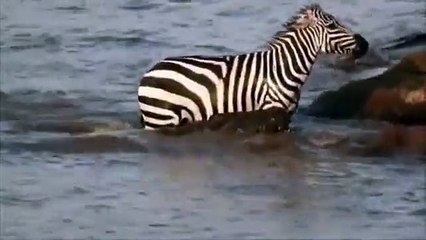 حمار الوحش ينجح في الهروب من التمساح: حيلة ذكية أنقذت حياته