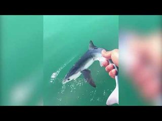 Ora News - Darzezë, bie në rrjetat e peshkaratëve i vogli i peshkaqenit blu