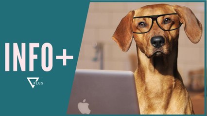 INFO+ / Qeni deklaron veten të humbur në rajonin e policisë - Vizion Plus