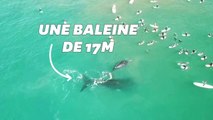 Une baleine et son petit s’invitent au milieu d'une dizaine de surfeurs