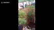 Kind villagers rescued mother cow and calf from 70 feet dry well in northern India