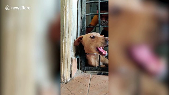 Animal rescuers free nursing dog stuck in iron fence in southern India