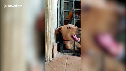 Animal rescuers free nursing dog stuck in iron fence in southern India