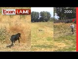 Bashkia Korce merr nismen per vrasjen e qenve te rruges (19 Gusht 2000)