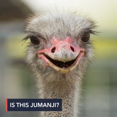 It’s been a Jumanji year so far: Loose ostrich in QC trends online