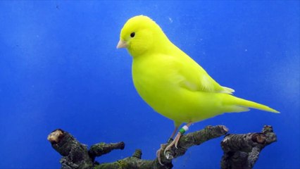 Mâle jaune intensif bague 60