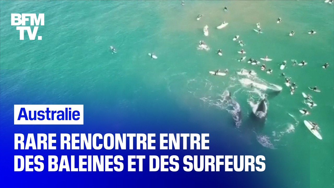 Australie: une baleine et son bébé à la rencontre de surfeurs