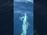Një grup delfinësh dhurojnë spektakël në Jalë...VIDEOJA fantastike nga bregdeti shqiptar