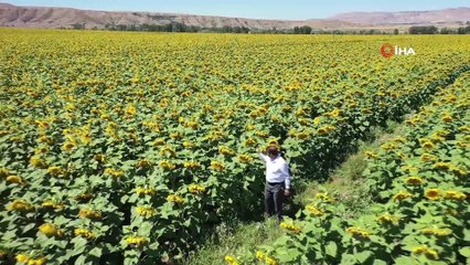 Bozkır sarıya boyandı...35 bin dekar alana yayılan ayçiçeği tarlaları böyle görüntülendi