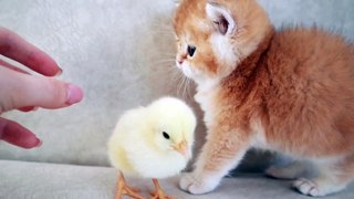 kitten walks with baby chicken