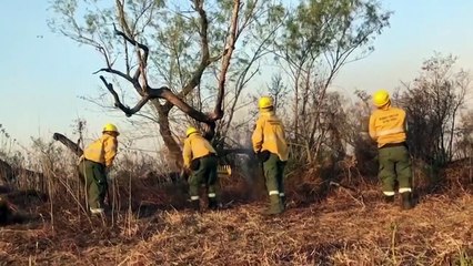 La biodiversidad del Delta del Paraná, amenazada por incendios históricos