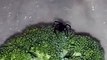 Ce qu'il trouve dans ses brocolis est terrifiant :  araignée veuve noire