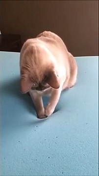 Ce chat découvre les matelas à mémoire de forme et c'est très drole