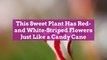 This Sweet Plant Has Red- and White-Striped Flowers Just Like a Candy Cane